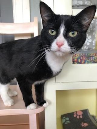 TRIXIE - Domestic Short Hair available for adoption