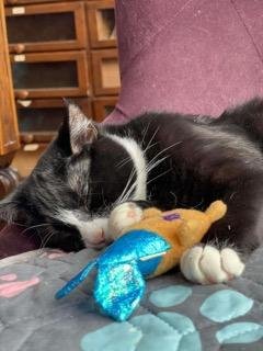 TRIXIE - Domestic Short Hair available for adoption