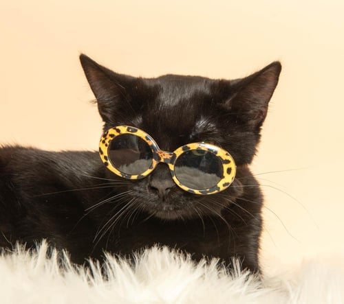 PRUE - Domestic Short Hair available for adoption
