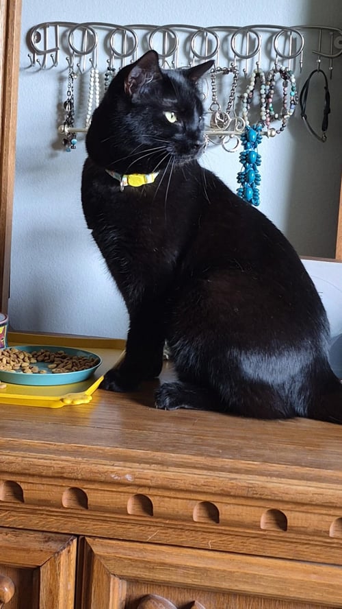 PRUE - Domestic Short Hair available for adoption