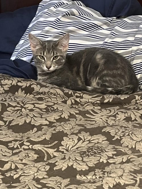 DIGGER - Domestic Short Hair available for adoption