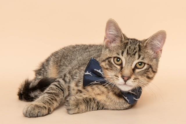 Dean Image