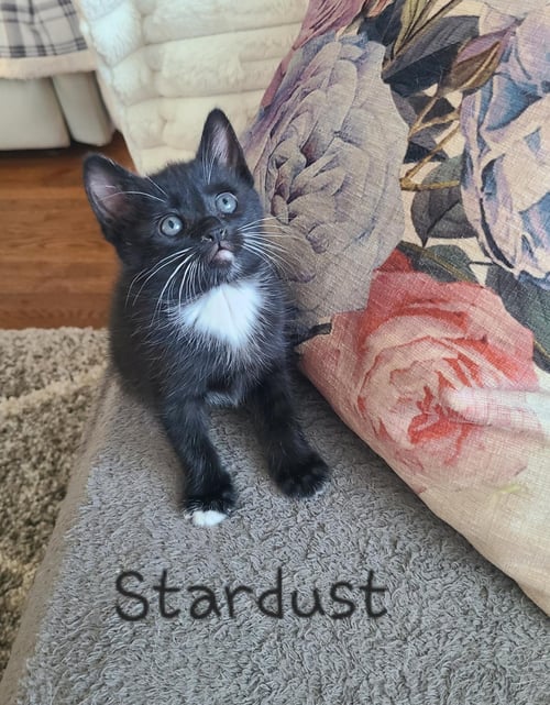 STARDUST