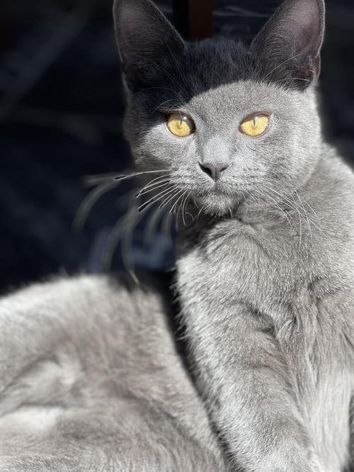 BOP-IT - Domestic Short Hair available for adoption