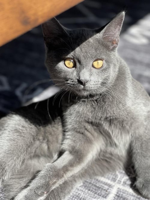 BOP-IT - Domestic Short Hair available for adoption