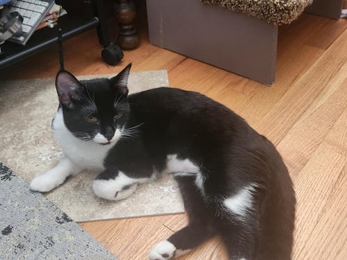 BESTY - Tuxedo available for adoption