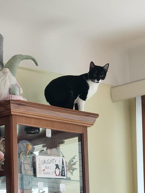 BESTY - Tuxedo available for adoption