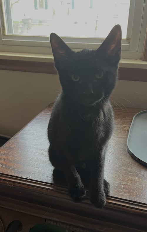 SCOUT - Domestic Short Hair available for adoption