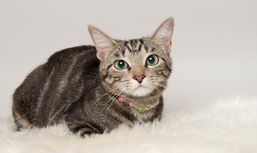 BELLATRIX - Tabby available for adoption