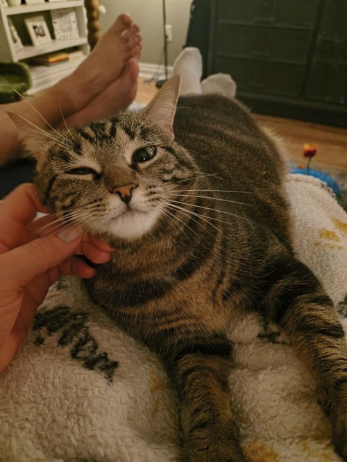 BELLATRIX - Tabby available for adoption