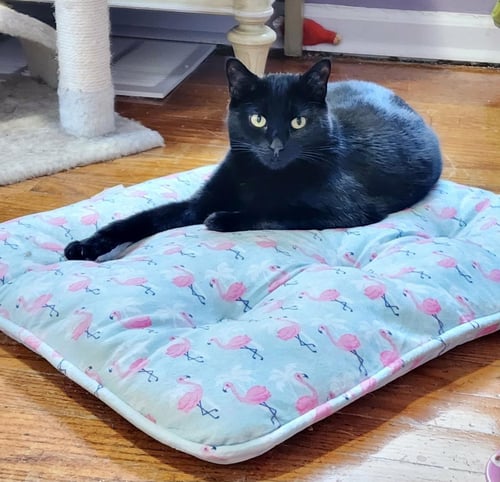PUDDLES - Domestic Short Hair available for adoption