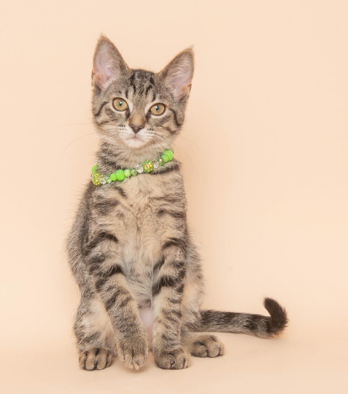 Honey Lemon - Photo 3