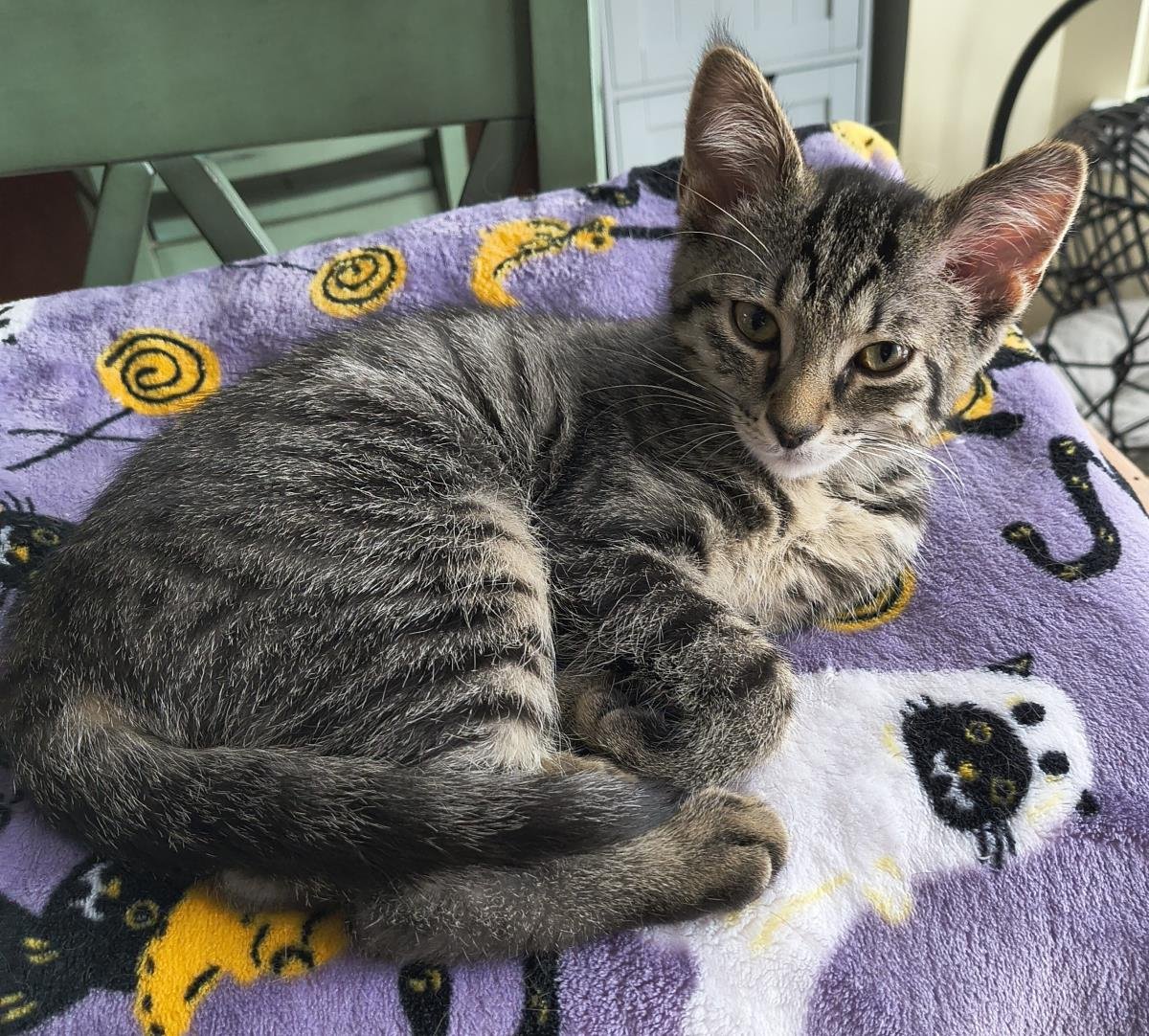 Honey Lemon - Photo 4