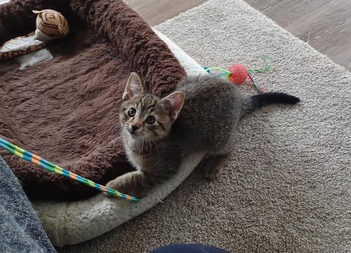 KARO - Tabby / Domestic Short Hair available for adoption