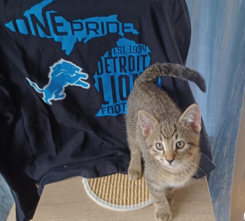 KARO - Tabby / Domestic Short Hair available for adoption