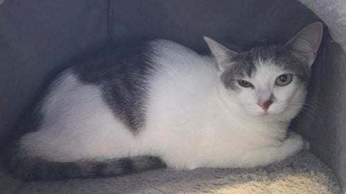 MIRABELLE - Domestic Short Hair available for adoption