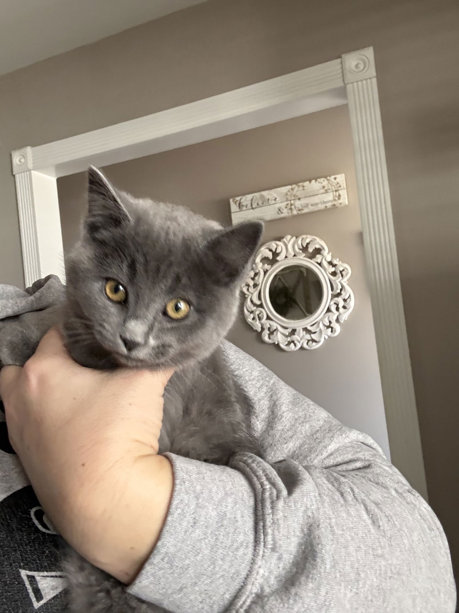 JINX - Domestic Short Hair available for adoption