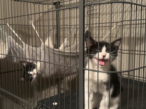 LOUISE - Tuxedo available for adoption