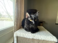 T’Challa - Photo 1