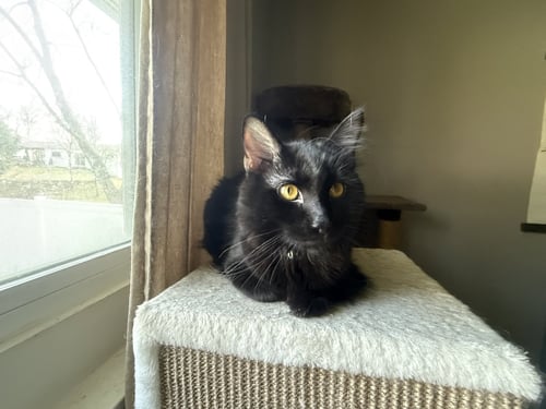 T’CHALLA - Domestic Medium Hair available for adoption