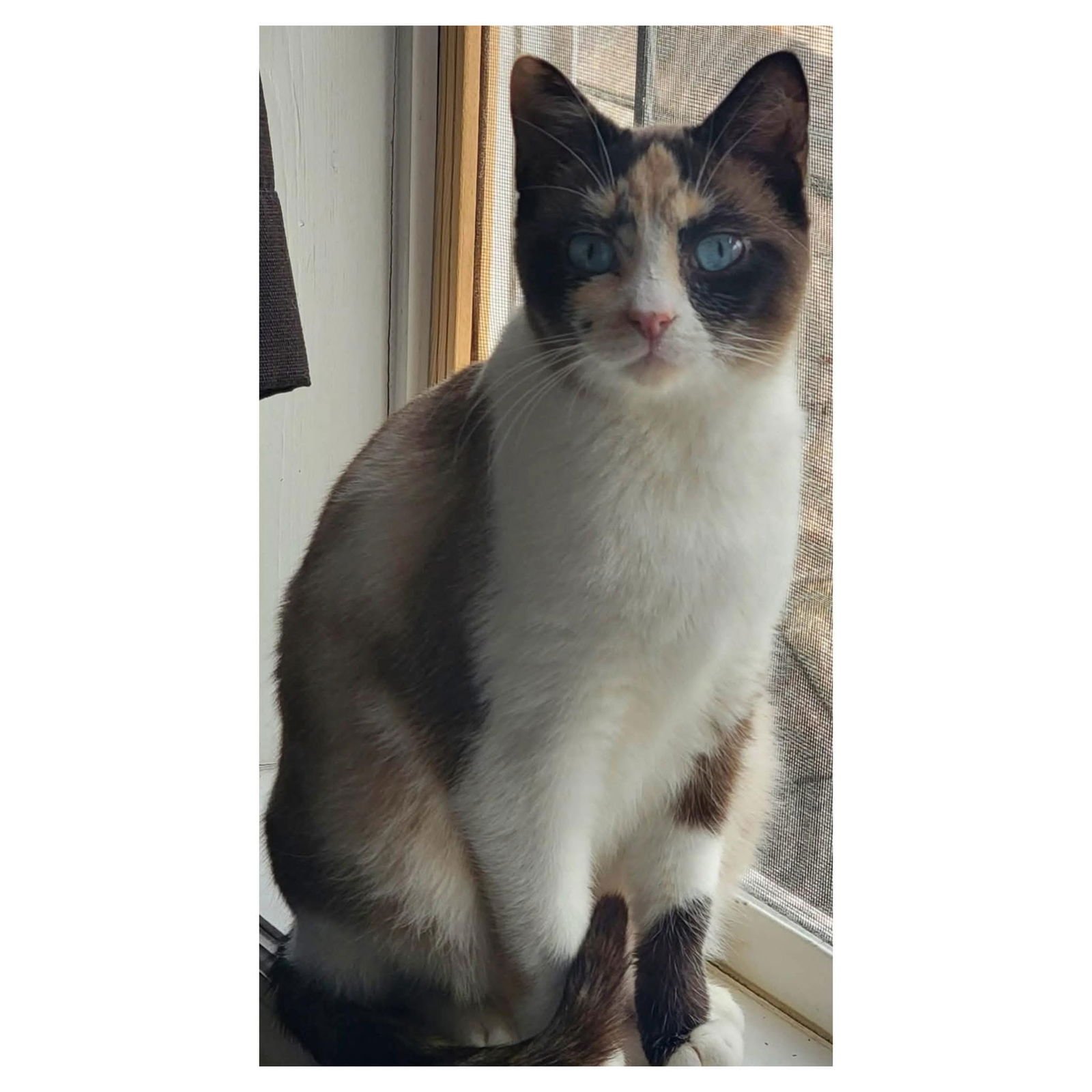 MARILYN - Siamese available for adoption