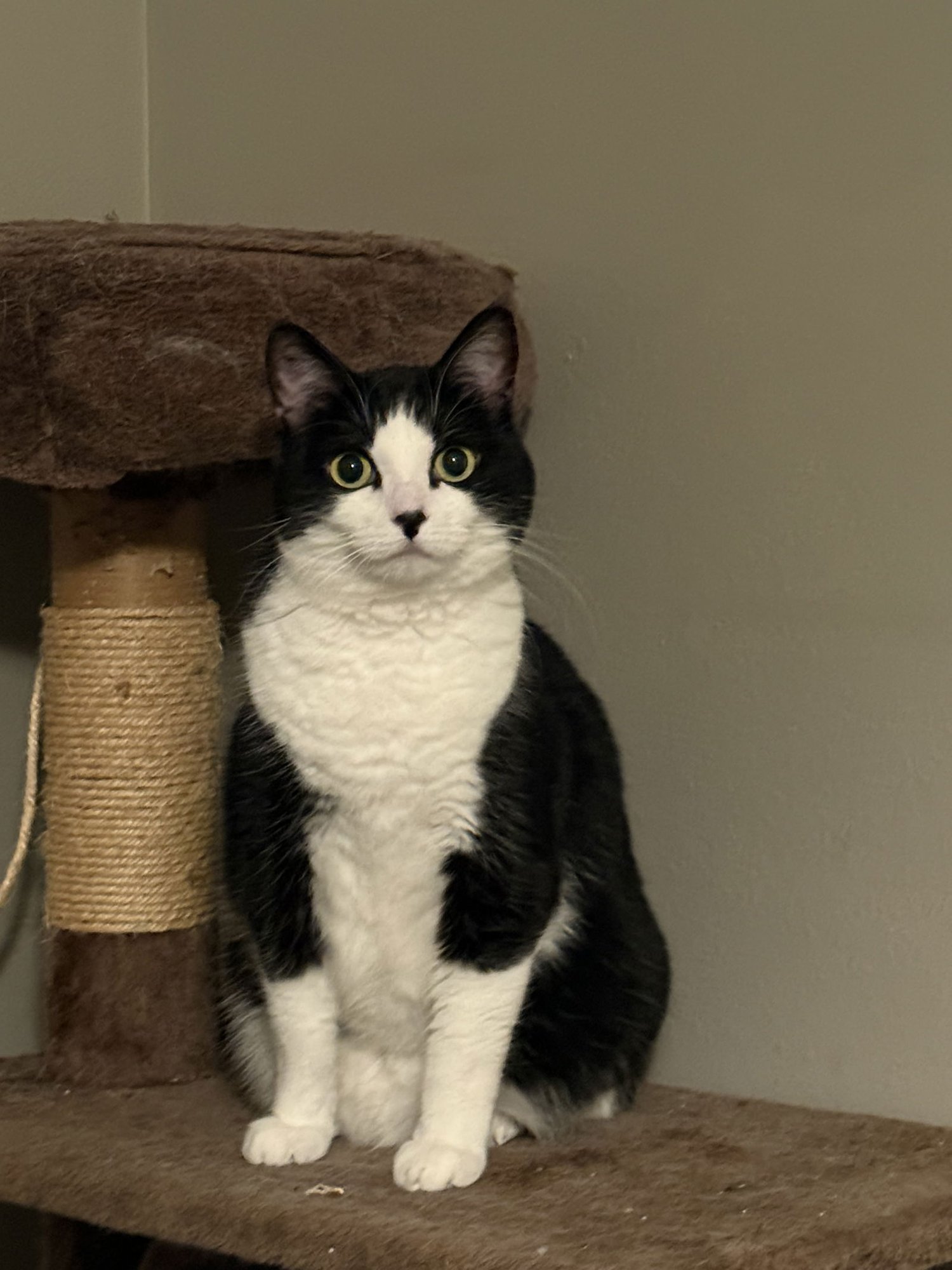 NOVA - Tuxedo available for adoption