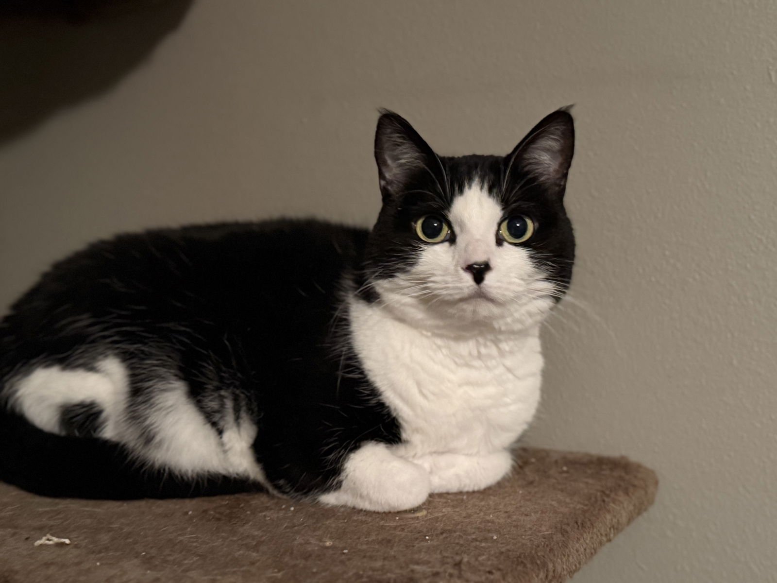 NOVA - Tuxedo available for adoption