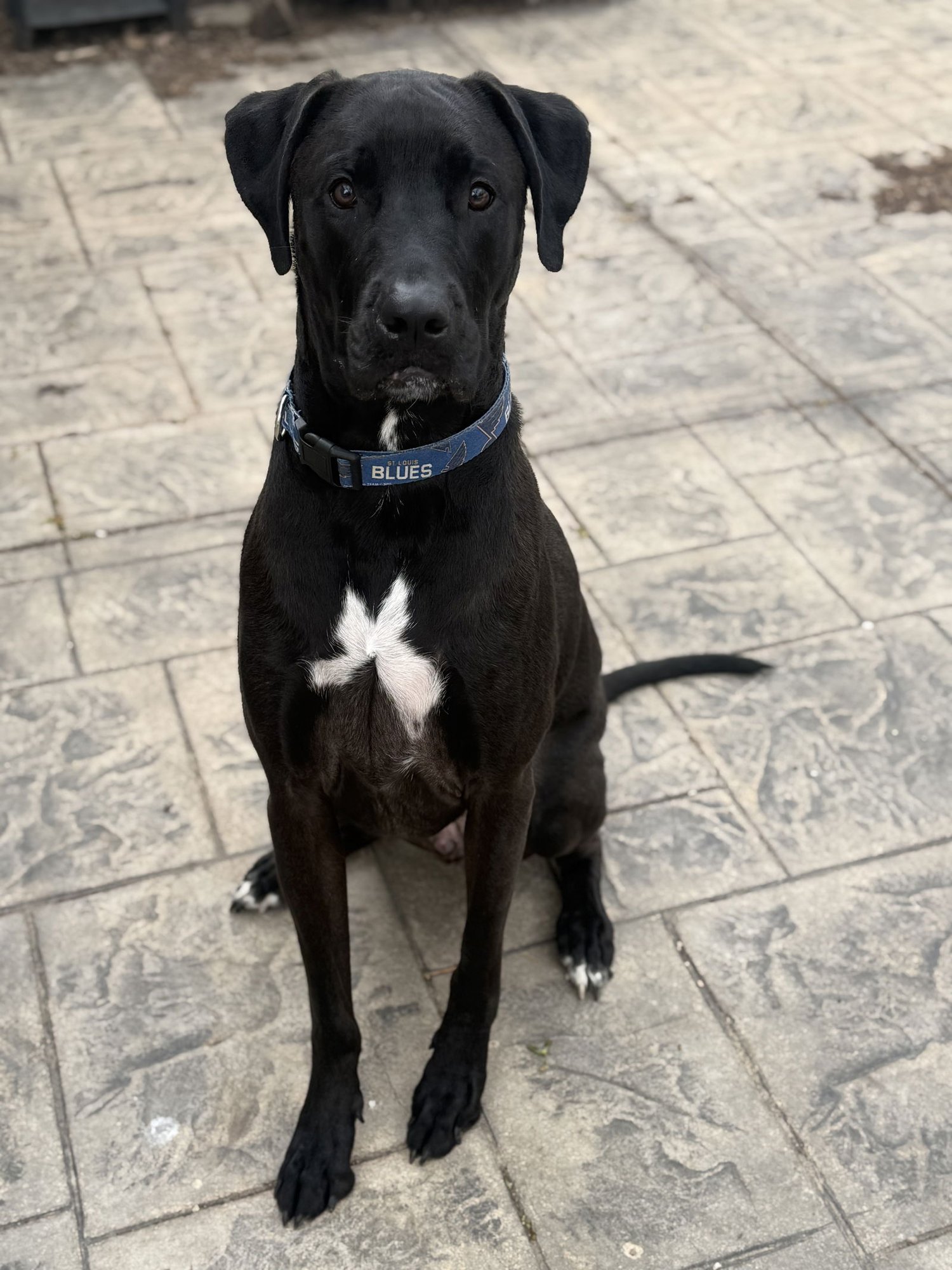 BARRETT - Labrador Retriever / Mastiff available for adoption