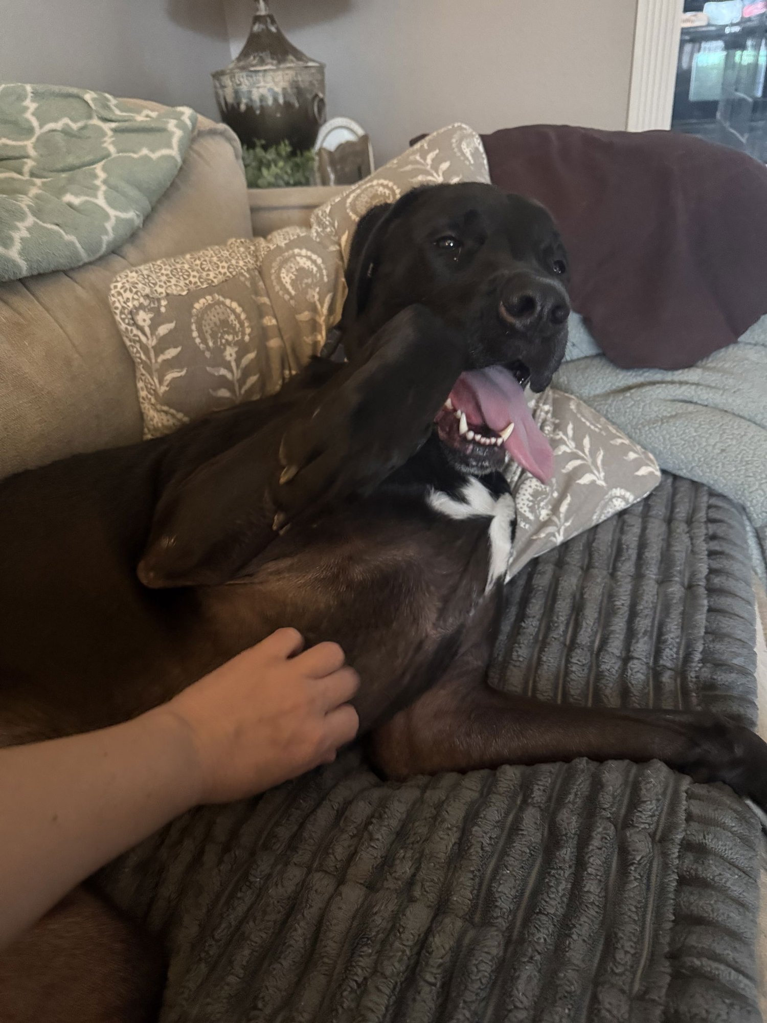 BARRETT - Labrador Retriever / Mastiff available for adoption