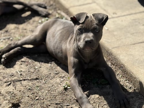 MAE - Pit Bull Terrier available for adoption