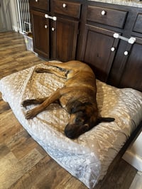 Gunner - Photo 7