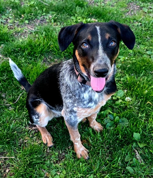 BANDIT (SAVAGE)