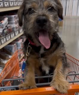 BUSTER - Terrier available for adoption