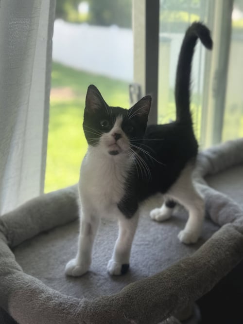 THELMA - Tuxedo available for adoption