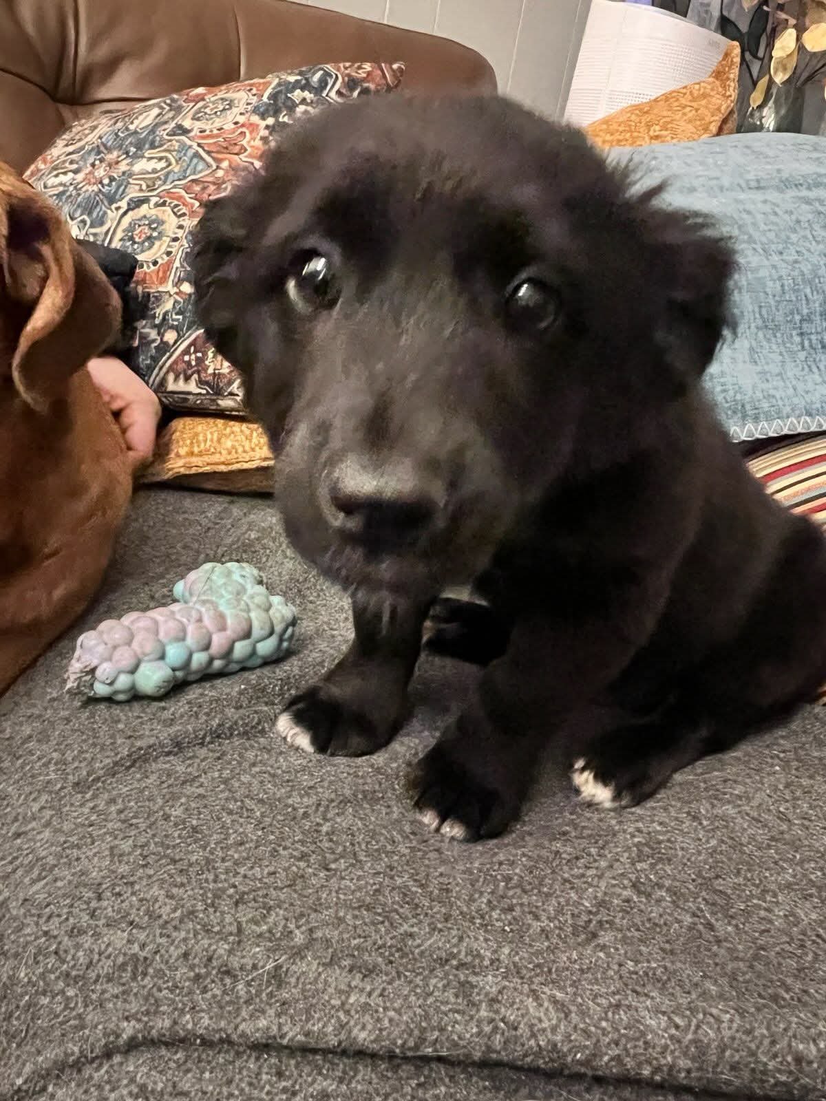 PERCY - Unknown available for adoption