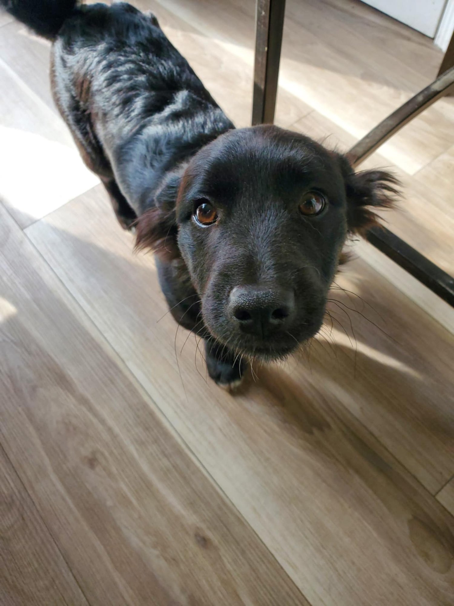 PERCY - Unknown available for adoption