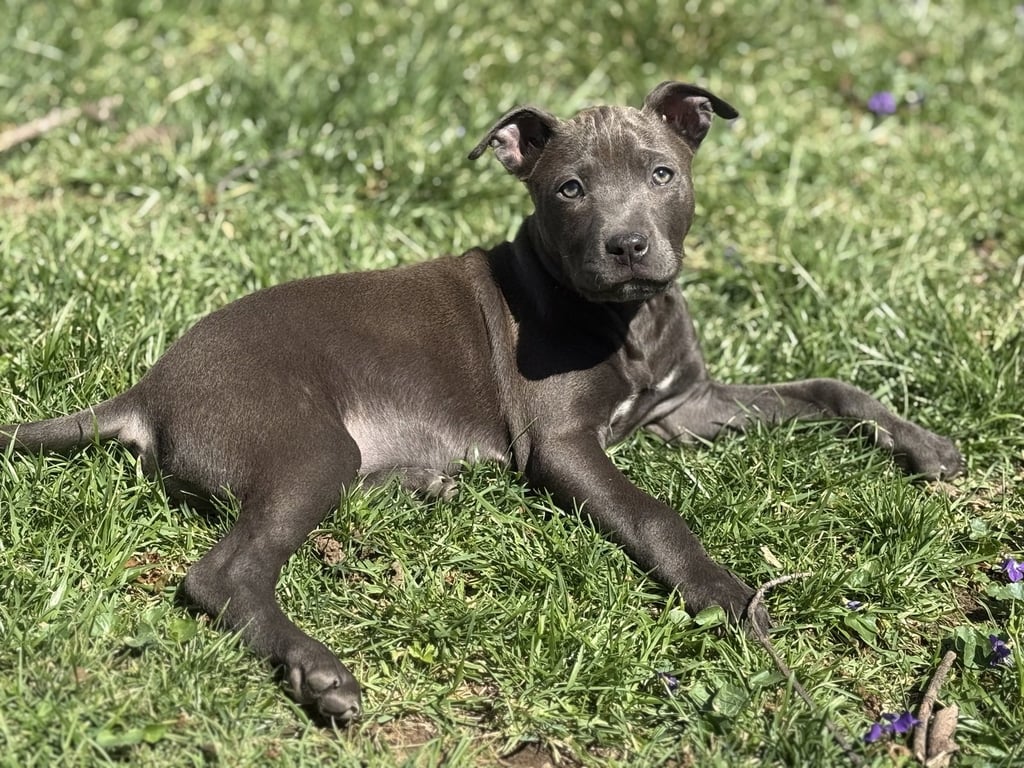 Maddie Image