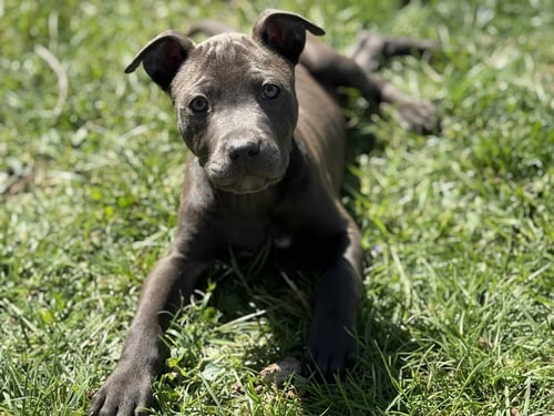 MADDIE - Pit Bull Terrier available for adoption