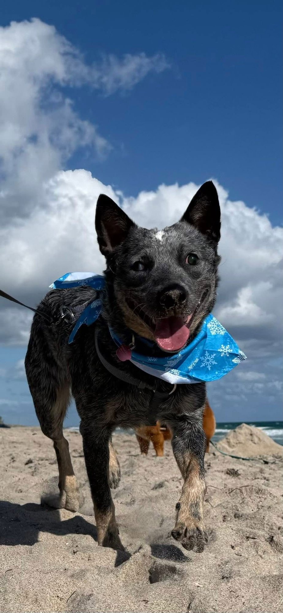 BLUE - Australian Cattle Dog/Blue Heeler available for adoption