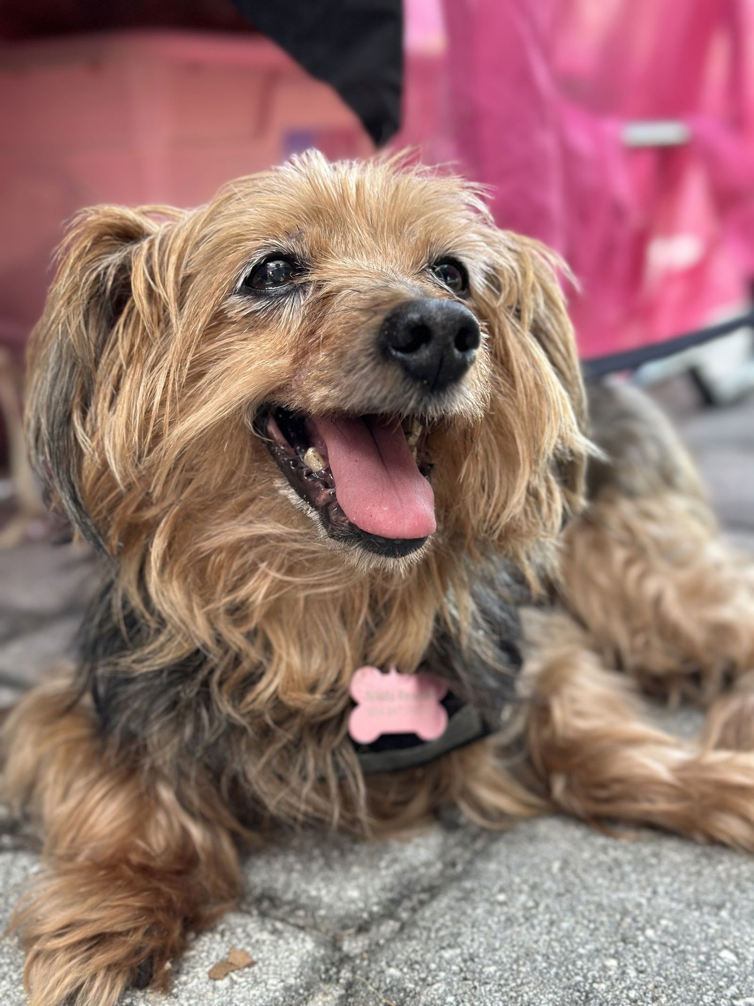 TUCKER - Yorkshire Terrier Yorkie available for adoption