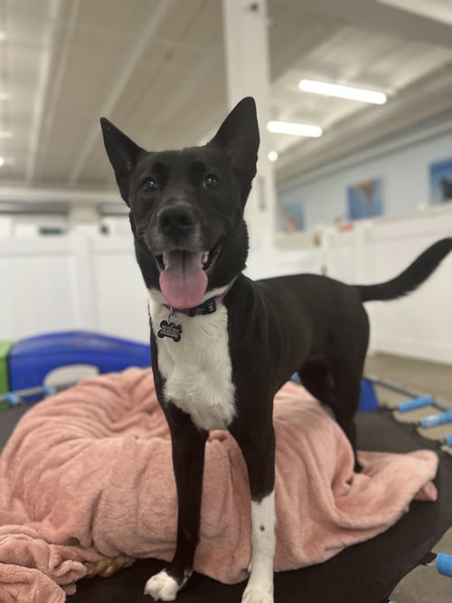 MANDIE - Australian Kelpie available for adoption