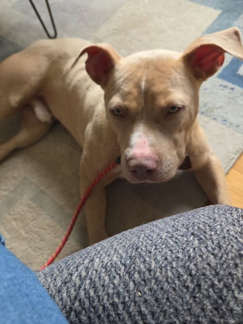 MANNY - Unknown available for adoption