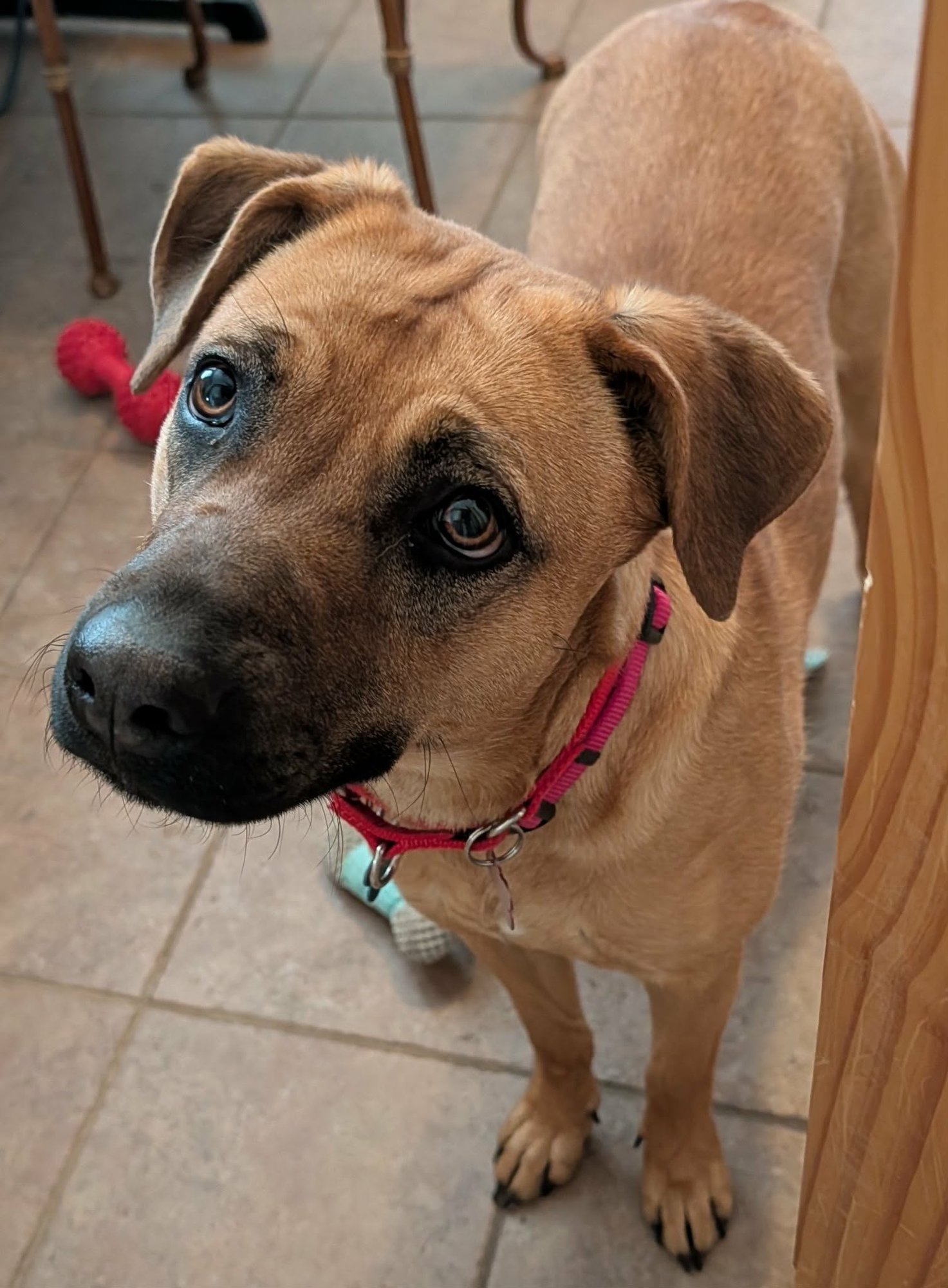 REBA - Unknown for adoption in Burlington