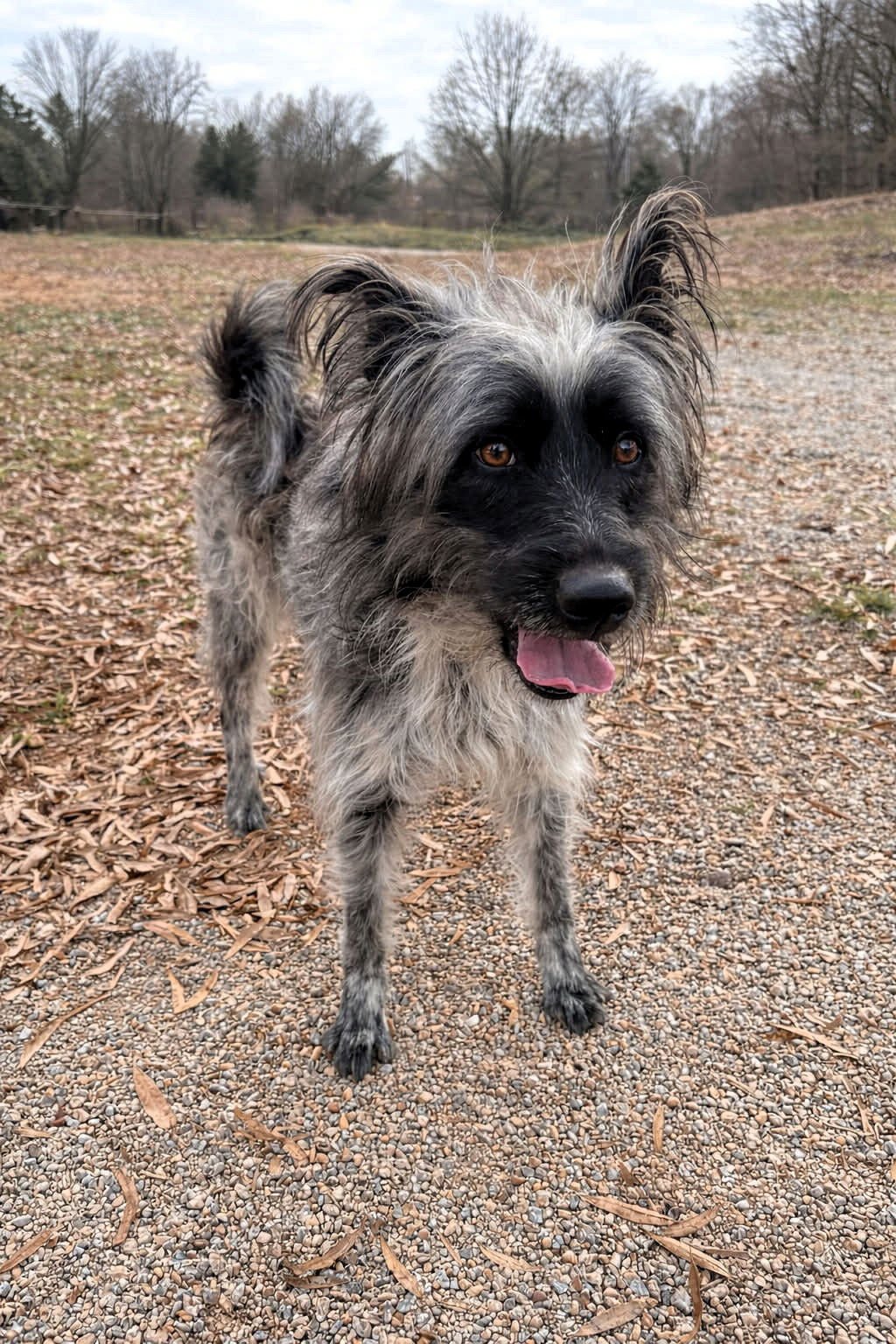 WOOKIE - Unknown for adoption in Burlington