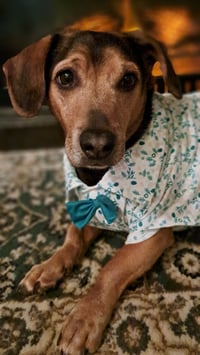 Harley - Photo 3