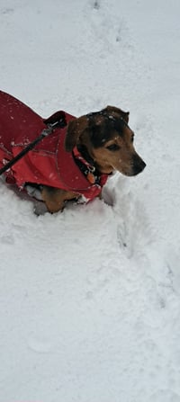 Harley - Photo 4