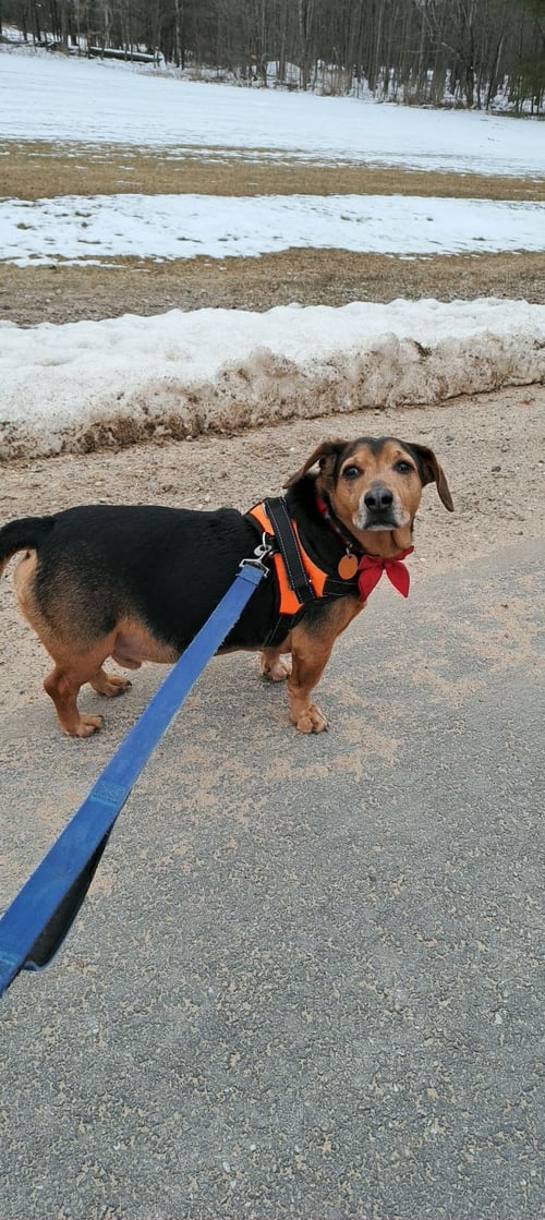 HARLEY - Unknown available for adoption