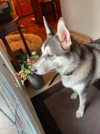 Koda - Photo 2