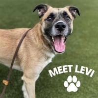 Levi - Photo 3