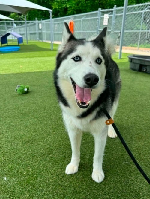 SKY - Unknown available for adoption